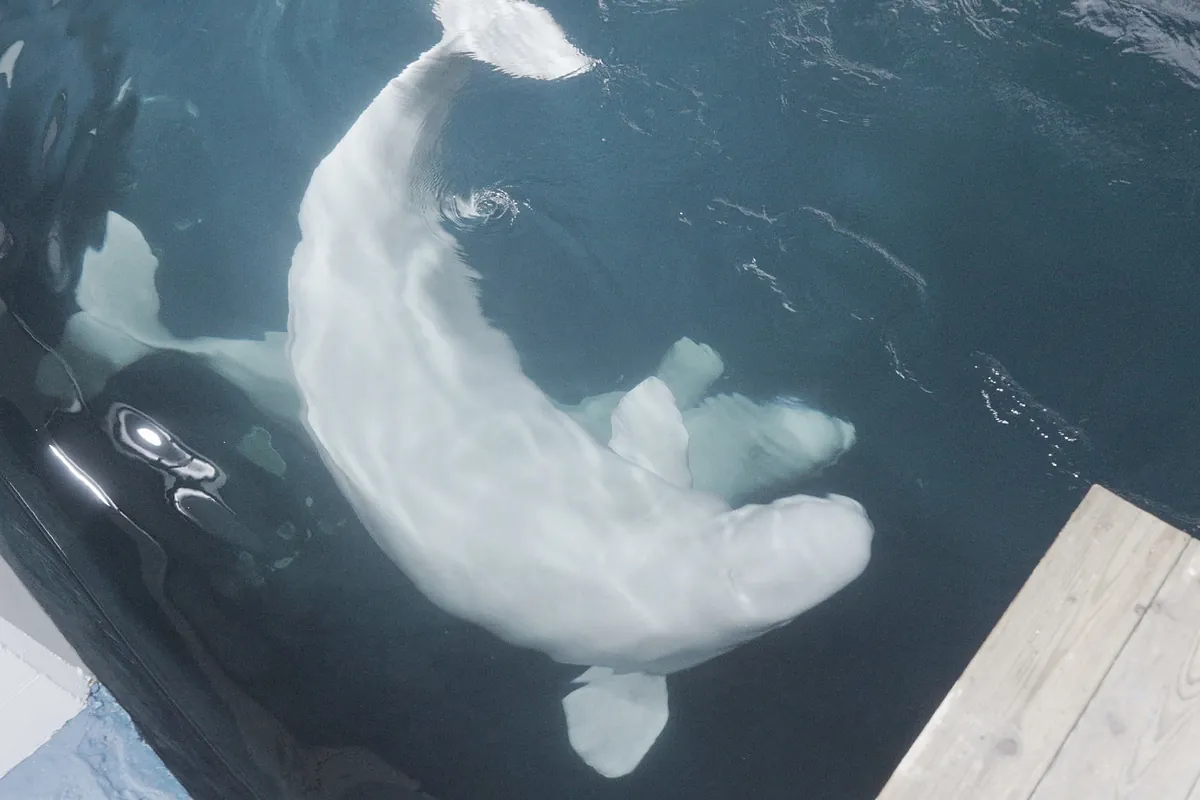Dos belugas y cuatro delfines rescatados de Canadá llegan al Oceanogràfic de Valencia