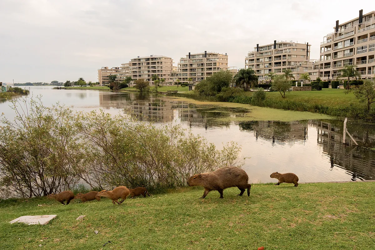 Los capibaras destrozan la urbanización de los más ricos de Argentina: "A mi viejo uno le rompió el jean"