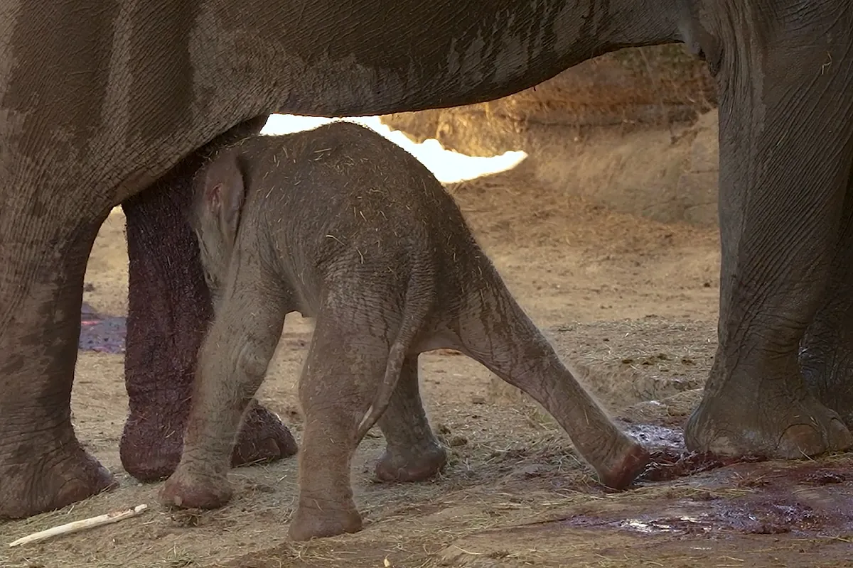 Momento en el que nace un elefante asiático de Sumatra, una especie en peligro crítico de extinción