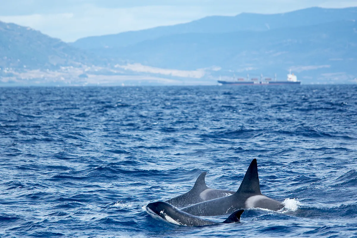 Orcas, Platón y la Atlántida en el Estrecho de Gibraltar: ¿y si estos depredadores tuvieran la clave para localizar el continente hundido?