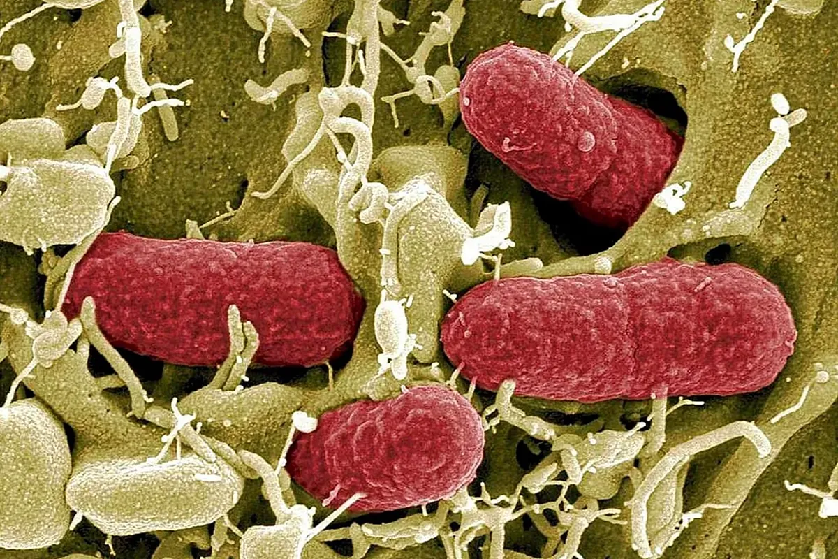 Çoklu İlaca Dirençli Enterobakteri Enfeksiyonlarına Karşı 'Vintage' Bir Antibiyotik