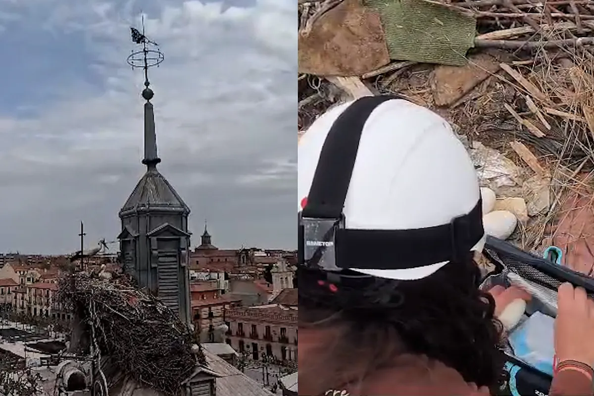 Así trasladan un nido de cigüeña blanca desde la Casa Consistorial de Alcalá de Henares