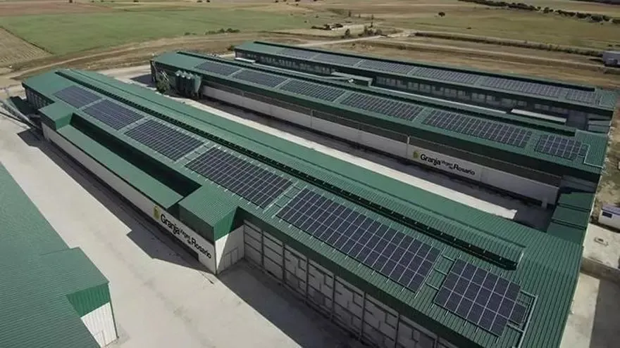 Más de 270.000 gallinas de Aragón serán sacrificadas por un brote de salmonela que afectó a 13 clientes de un bar de Vitoria