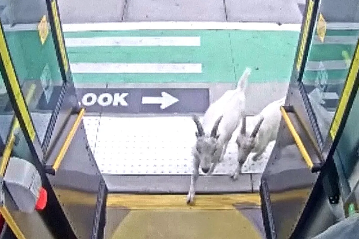 Dos cabras se suben a un autobús y descubren que no era el suyo