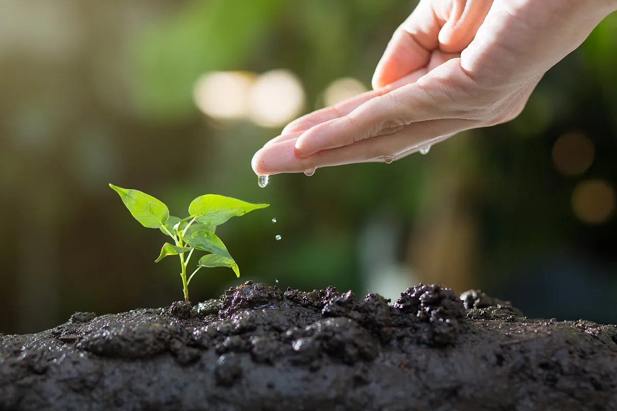 Qué plantar en mayo de 2026: cultivos, plantas y flores para huerto y jardín