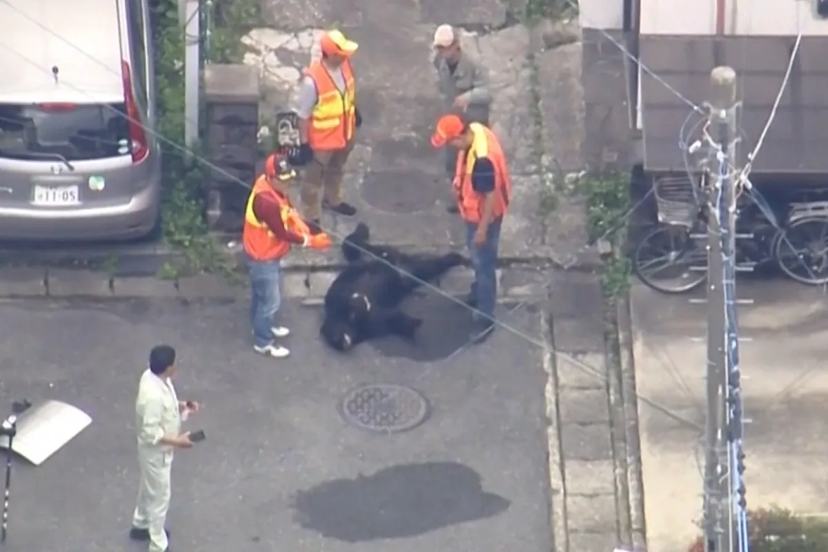 Capturan por fin al oso que sembraba el pánico en Utsonomiya