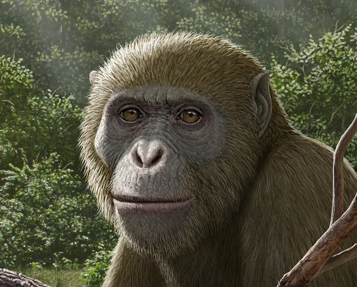 Un fósil hallado en Egipto sugiere que los antepasados más cercanos de los simios surgieron en el norte de África