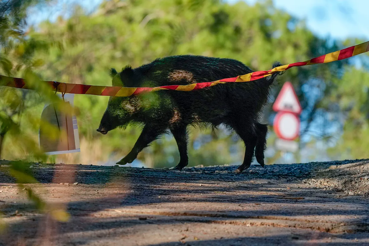 Galicia declara la guerra al jabalí: permitirá su caza sin límite durante un año