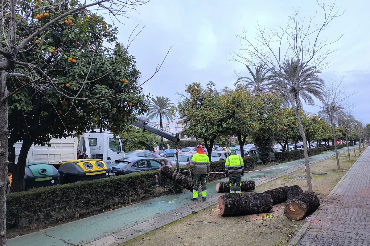250 efectivos de la UME se despliegan en Andalucía ante el riesgo de inundaciones, que ha obligado ya a desalojos en varios municipios de Cádiz