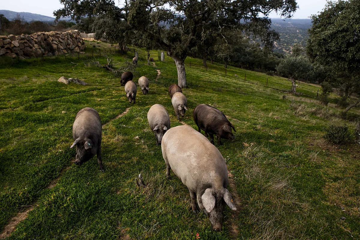 ¿Semen de cerdo contra el cáncer infantil? El insólito colirio que logra frenar tumores de retina en ratones