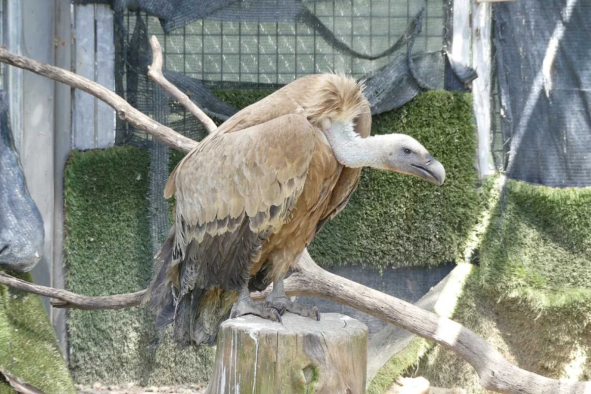 Tres aves rapaces recuperadas y 128 animales muertos: la herida abierta del incendio de la Sierra Oeste de este verano
