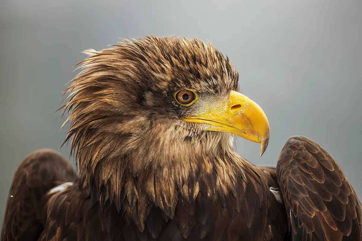 La reintroducción en España del lince boreal y del pigargo europeo enfrenta a los conservacionistas