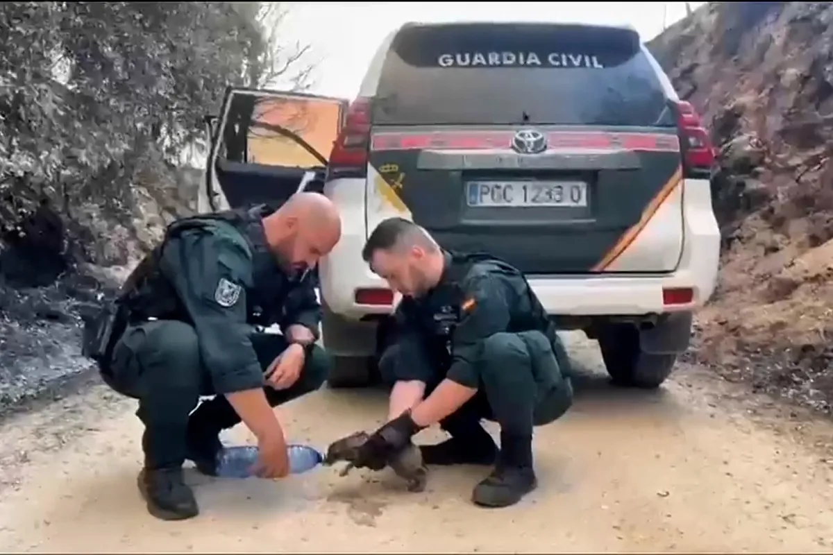 Agentes y efectivos ayudan a animales víctimas de los incendios