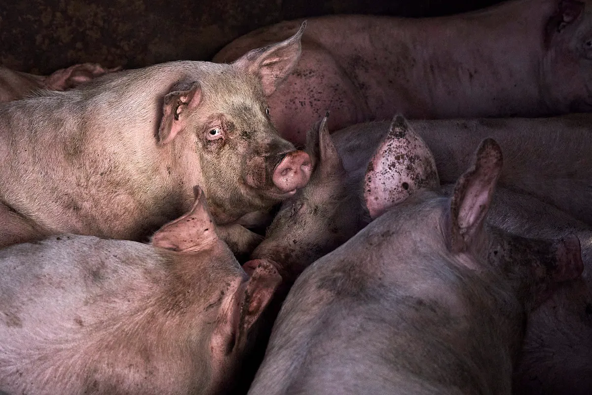 ¿Gripe porcina o peste porcina? Estas son las diferencias entre ambas infecciones y los riesgos para las personas