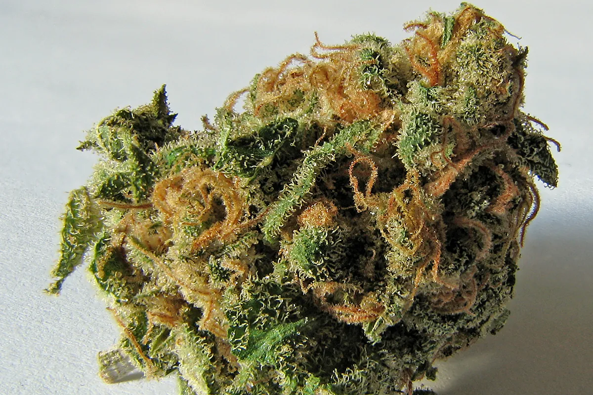 Absuelven a dos personas de un delito de tráfico de drogas porque la marihuana que les incautaron fue pesada con tallos y hojas