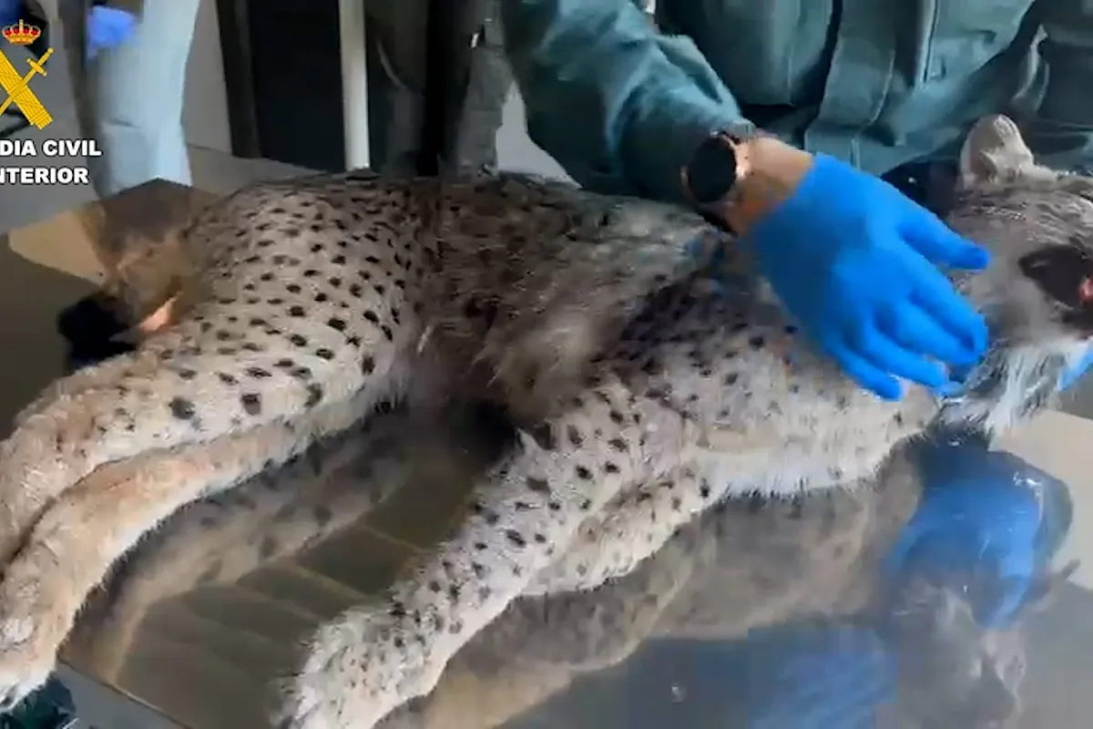 Un lince ibérico muerto que había sido atropellado es hallado en San Fernando de Henares