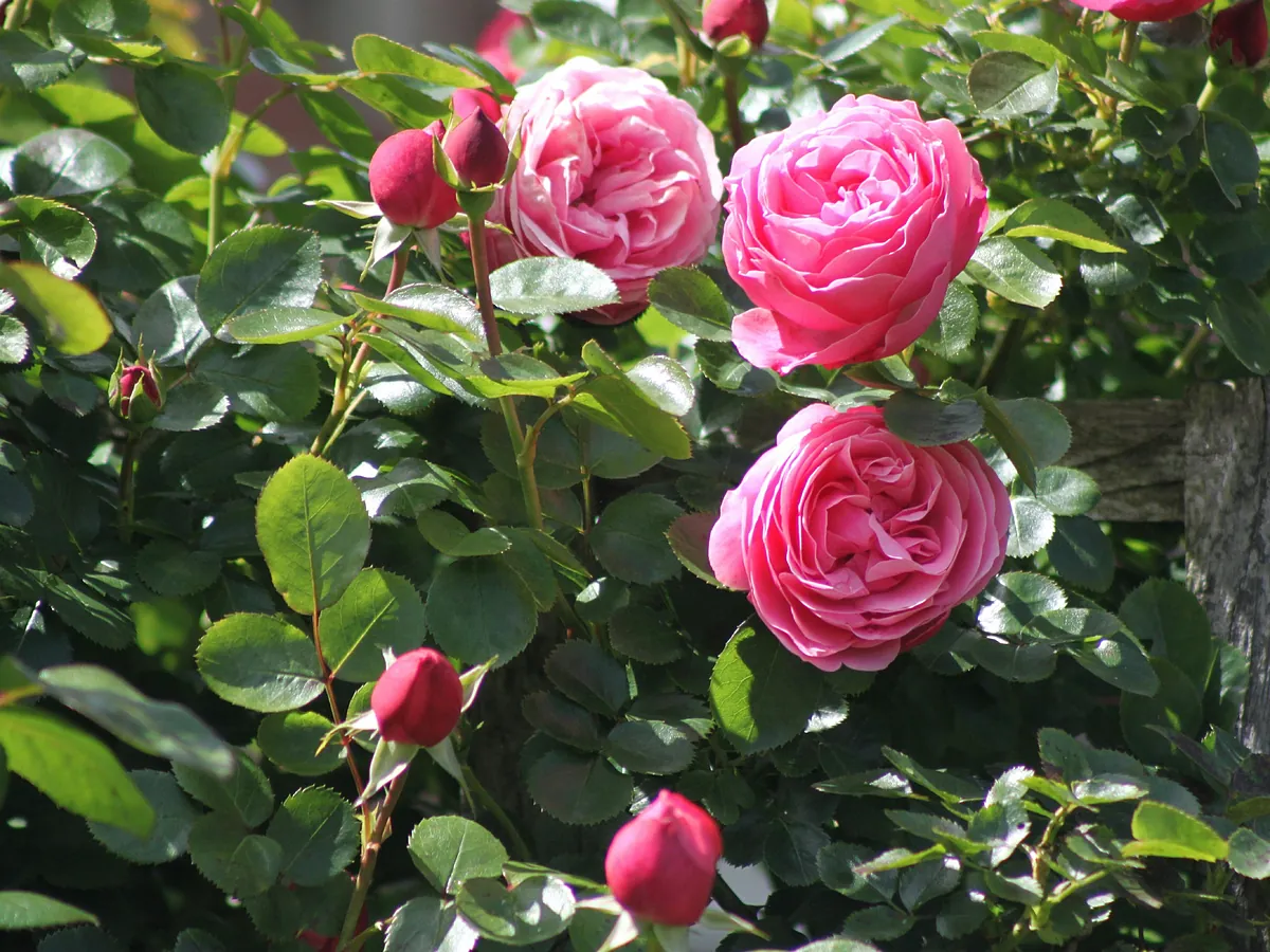 Las 8 plantas con flor ideales para tener en una terraza o jardín cuando llegue la primavera
