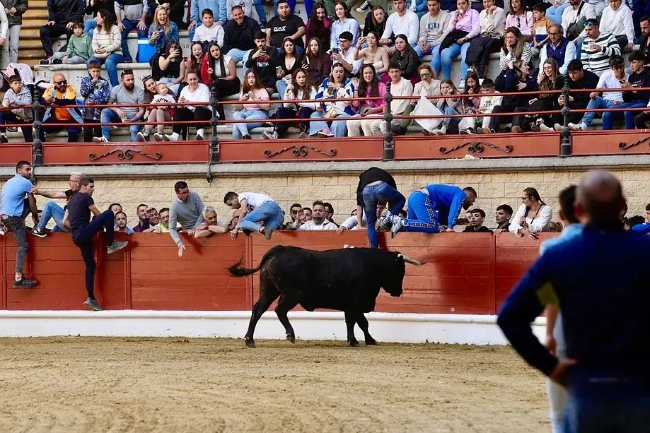 Los Barrios concluye la Semana Santa del Campo de Gibraltar con la tradicional suelta del Toro Embolao que cumple 46 años