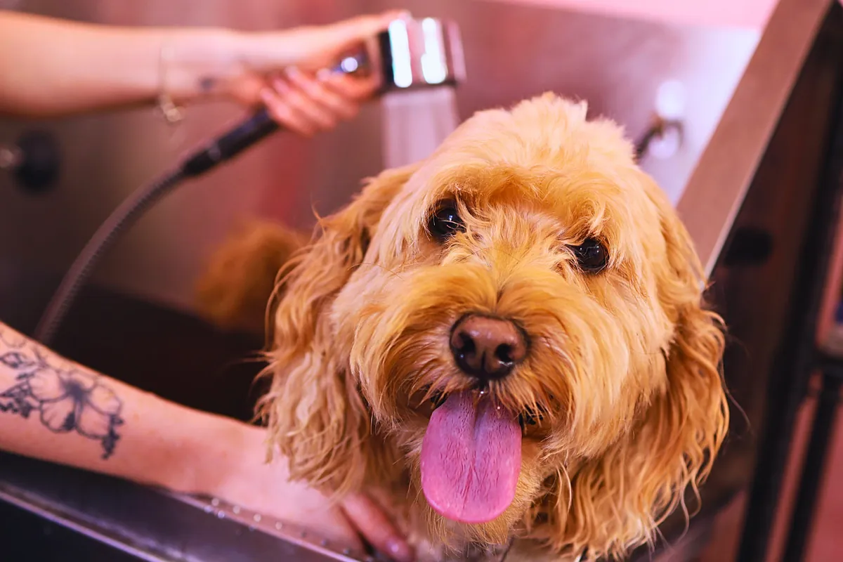 Del nuevo hotel sólo para perros en Madrid a la primera aerolínea canina: el turismo de lujo llega a las mascotas