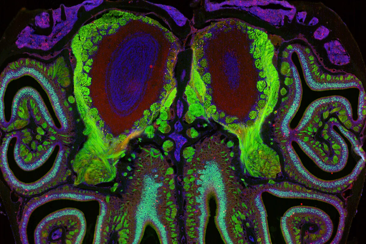Crean el primer mapa del olfato